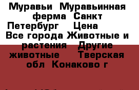 Муравьи, Муравьинная ферма. Санкт-Петербург. › Цена ­ 550 - Все города Животные и растения » Другие животные   . Тверская обл.,Конаково г.